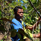 Indonesië Rende Nao